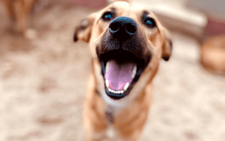 Playful pup makes Air Force National Guardsman’s house feel like home