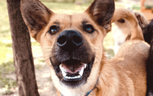 Playful pup makes Air Force National Guardsman's house feel like home