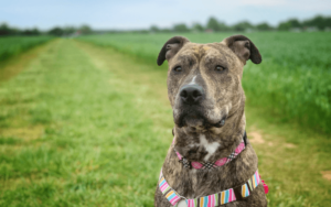 Once chronically homeless dog now helps combat veteran cope with PTSD