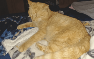 Lonely Air Force veteran finds renewed purpose with special needs senior cat