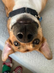 Canine cruelty survivor helps Navy veteran stay the course