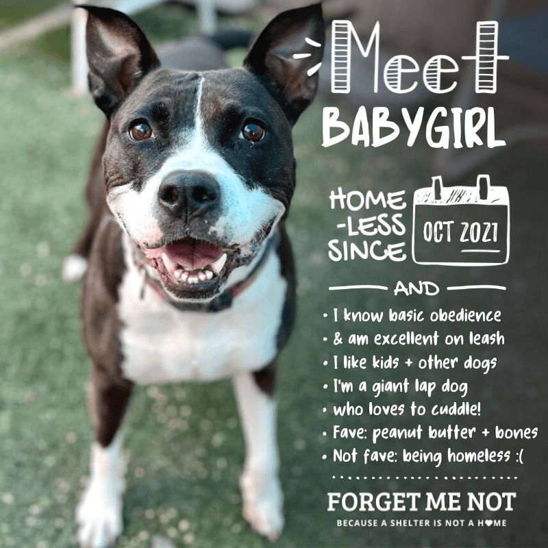 Babygirl is an oversized lap dog who loves children and other dogs