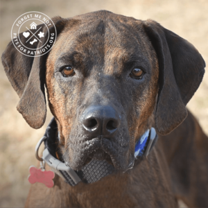 Brisco