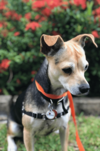 After life of service Navy veteran rescues petite pup as his first mate