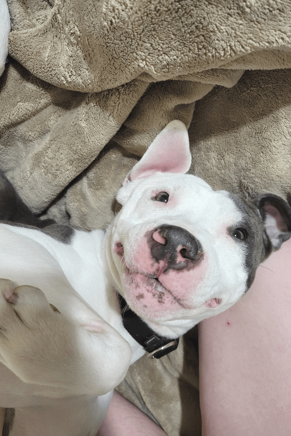 Best online nanny dogs