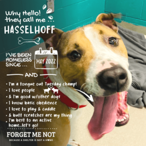 Hasselhoff