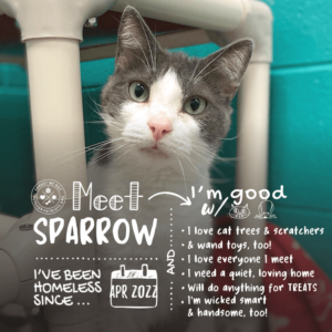 Sparrow