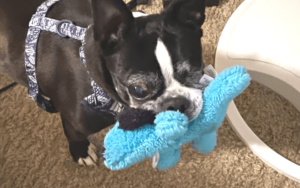 Marine Corps veteran rescues one-eyed senior dog found on busy highway