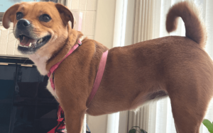 Affectionate shelter dog teaches Naval officer important life lessons