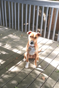 Spirited rescue dog helps Air Force veteran meet each day with purpose