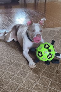 Goofy Pit Bull named after football legend is Navy veteran's new first mate