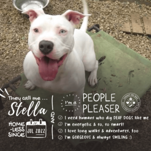 Stella
