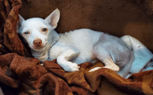 Big-hearted Navy veteran rescues a special needs senior dog "to save a life"