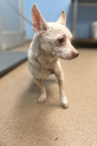 Big-hearted Navy veteran rescues a special needs senior dog "to save a life"