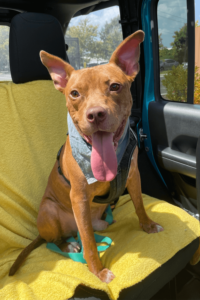 Rescue dog buoys active duty sailor during times of loss and loneliness