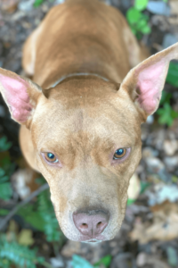 Rescue dog buoys active duty sailor during times of loss and loneliness