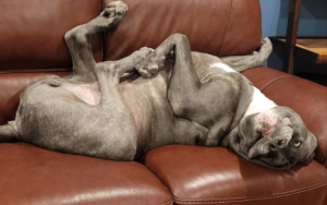 Marine rescues giant dog who loves parties and people clothes