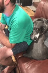 Marine rescues giant dog who loves parties and people clothes