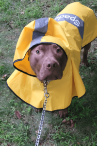 Surrendered dog becomes retired Navy war veteran's supportive shadow