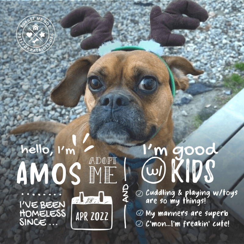 Puggle deals me home