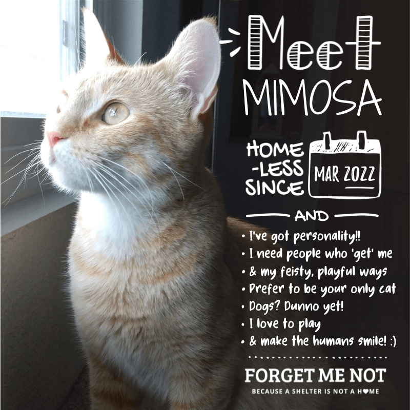 Mimosa