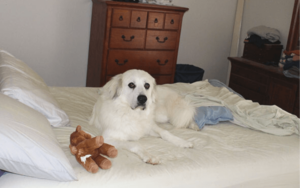 Vietnam veteran and cancer survivor gives abused dogs a loving home