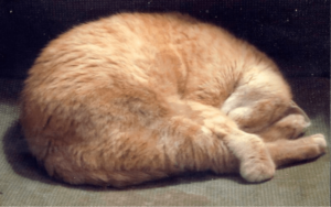 Decorated elderly veteran saves old cat who lost his home in a hurricane