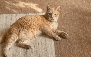 Decorated elderly veteran saves old cat who lost his home in a hurricane