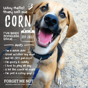 Corn