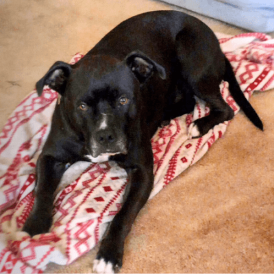 Rescue dog brings widowed Navy veteran relief from depression