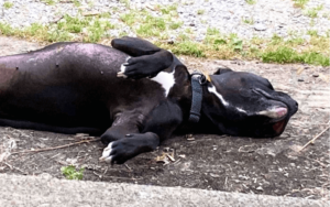 Rescue dog brings widowed Navy veteran relief from depression