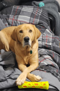 Marine discovers new support system when he adopts abused, neglected dog