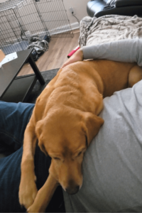 Marine discovers new support system when he adopts abused, neglected dog