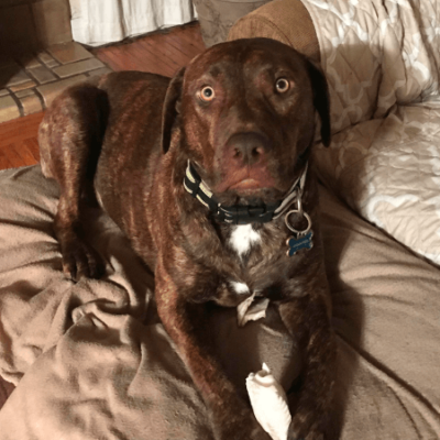 Navy veteran with heart for strays forms bond with wayward dog