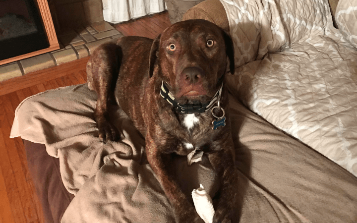 Navy veteran with heart for strays forms bond with wayward dog