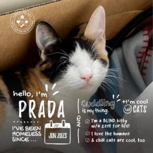Prada