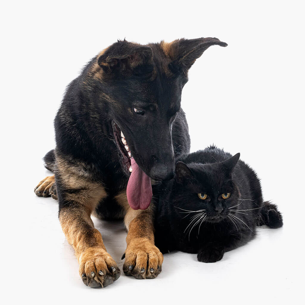 pfp-dog-cat-isolated