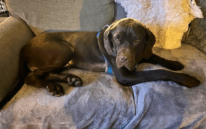 Twice surrendered death row dog a surprise add to Army veteran's home