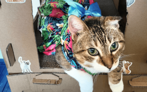 Older cat brings new energy to Marine Corps veteran and her resident feline