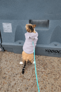 Older cat brings new energy to Marine Corps veteran and her resident feline