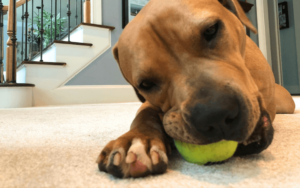 Belief in doing the right thing leads Marine veteran to his first rescue dog