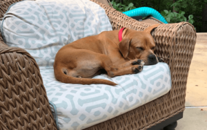 Belief in doing the right thing leads Marine veteran to his first rescue dog