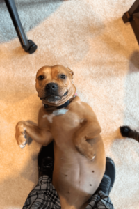 Belief in doing the right thing leads Marine veteran to his first rescue dog