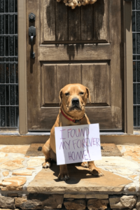 Belief in doing the right thing leads Marine veteran to his first rescue dog