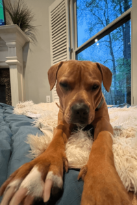 Belief in doing the right thing leads Marine veteran to his first rescue dog