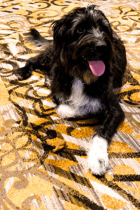 From homeless to home: a hotel hound and his journey to a forever family