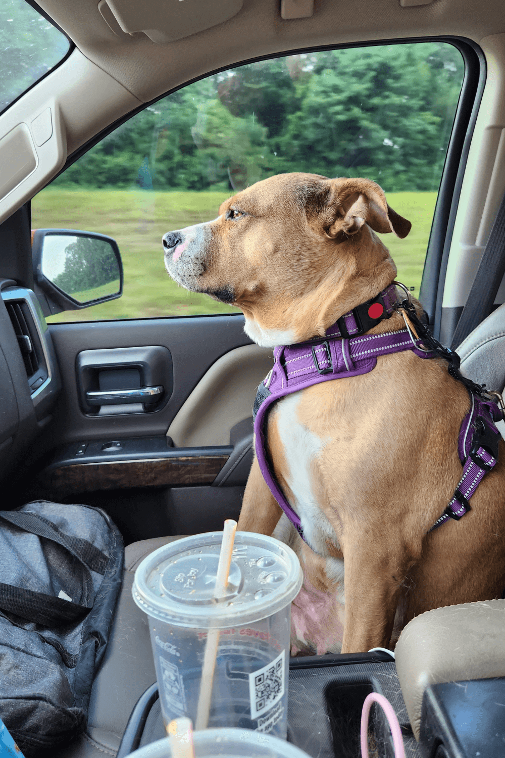 Adopted Pit Bull makes young military family complete