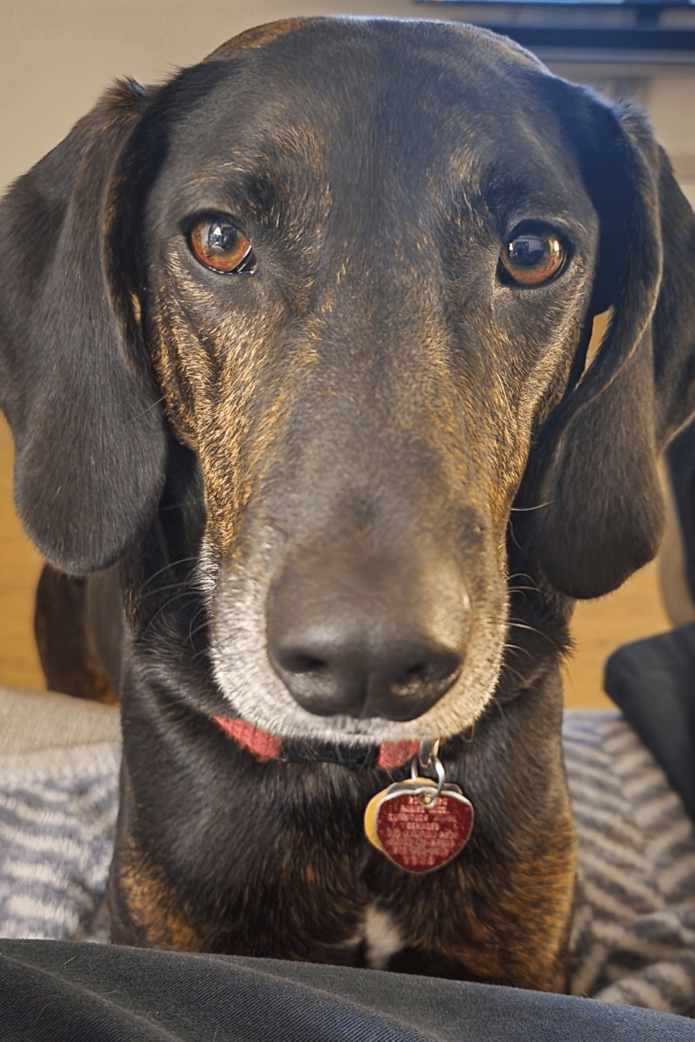 Eccentric hound teaches retired Navy veteran an important life lesson