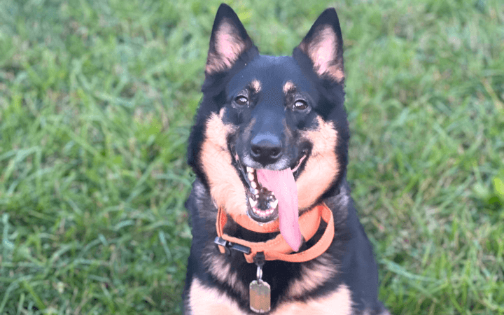 Active duty airman learns love comes low cost at animal shelters