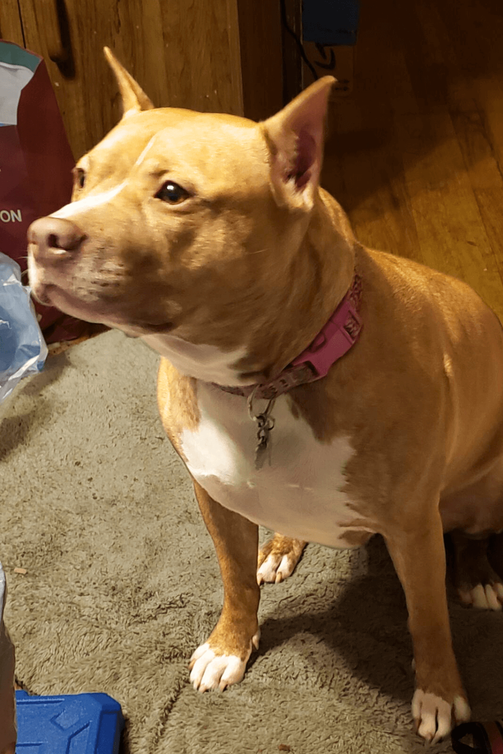 Rescued Pit Bull brings good karma to her new Army family